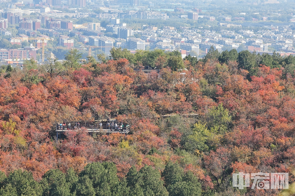 北京百望山森林公園紅葉進(jìn)入最佳觀賞期。