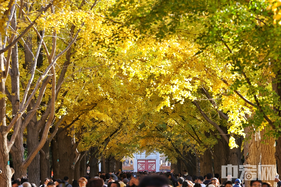 地壇公園的銀杏樹進(jìn)入最佳觀賞季。