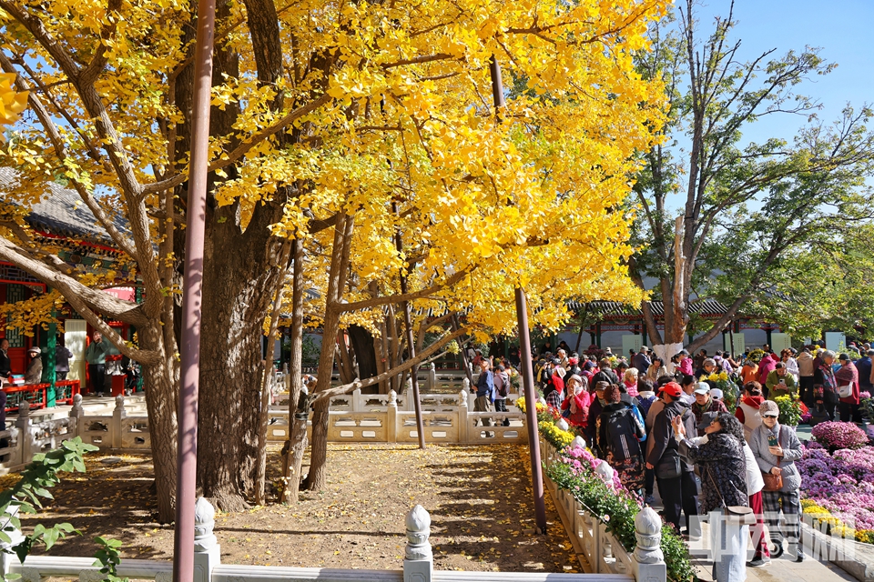 為進一步加強歷史文化遺產(chǎn)的保護傳承、加大對歷史名園的保護力度，紫竹院公園按照市公園管理中心的統(tǒng)一部署，于2023年至2024年開展了紫竹院行宮位保護性修繕工作。此次修繕主要針對行宮、禪院及周邊院落內(nèi)的35座建筑，重點對屋面和油飾部分進行維護，包括建筑的瓦面、屋面清理，以及上下架油飾和彩畫的除塵。 目前，整體保護性修繕工作已圓滿完成，福蔭紫竹院也已恢復(fù)對外開放。同時，公園為了持續(xù)加強文化和自然遺產(chǎn)的利用，同步行宮院落的開放舉辦新展覽。此次展覽是紫竹院公園管理處聯(lián)合北京市民間文藝家協(xié)會共同策劃舉辦的“百年散步——面人郎面塑藝術(shù)展”，為國家級非物質(zhì)文化遺產(chǎn)北京“面人郎”家族面塑原作展出，作品跨度近百年，包括從對上世紀早期百姓生活風貌的刻畫，到呈現(xiàn)新中國成立后手工業(yè)“黃金時代”的輝煌，再到對現(xiàn)代社會變遷的思考與情緒表達。陳碩 攝