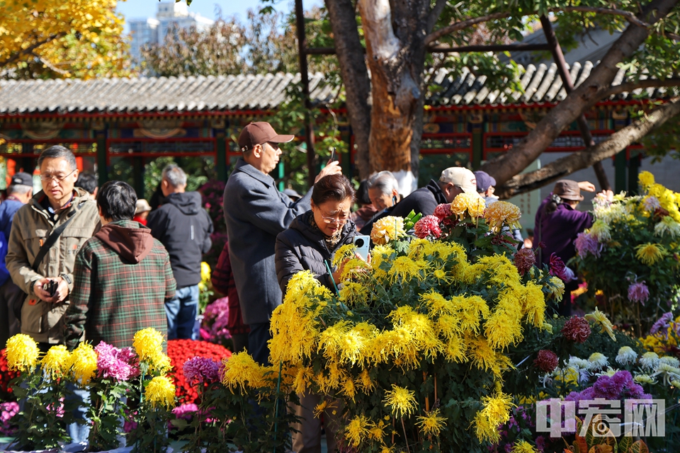 為進(jìn)一步加強(qiáng)歷史文化遺產(chǎn)的保護(hù)傳承、加大對歷史名園的保護(hù)力度，紫竹院公園按照市公園管理中心的統(tǒng)一部署，于2023年至2024年開展了紫竹院行宮位保護(hù)性修繕工作。此次修繕主要針對行宮、禪院及周邊院落內(nèi)的35座建筑，重點(diǎn)對屋面和油飾部分進(jìn)行維護(hù)，包括建筑的瓦面、屋面清理，以及上下架油飾和彩畫的除塵。 目前，整體保護(hù)性修繕工作已圓滿完成，福蔭紫竹院也已恢復(fù)對外開放。同時，公園為了持續(xù)加強(qiáng)文化和自然遺產(chǎn)的利用，同步行宮院落的開放舉辦新展覽。此次展覽是紫竹院公園管理處聯(lián)合北京市民間文藝家協(xié)會共同策劃舉辦的“百年散步——面人郎面塑藝術(shù)展”，為國家級非物質(zhì)文化遺產(chǎn)北京“面人郎”家族面塑原作展出，作品跨度近百年，包括從對上世紀(jì)早期百姓生活風(fēng)貌的刻畫，到呈現(xiàn)新中國成立后手工業(yè)“黃金時代”的輝煌，再到對現(xiàn)代社會變遷的思考與情緒表達(dá)。陳碩 攝