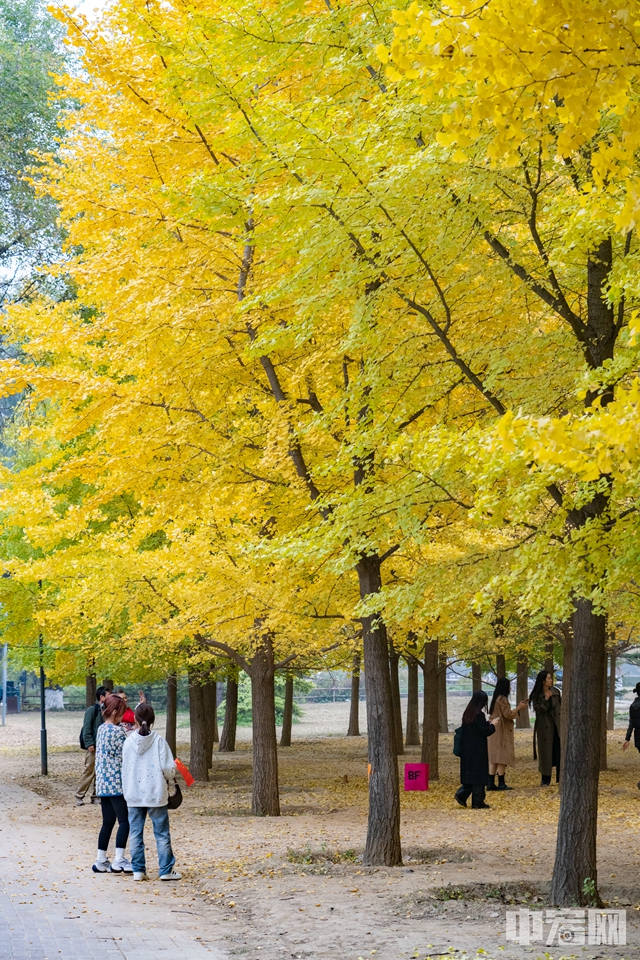 北京奧林匹克公園秋意濃。