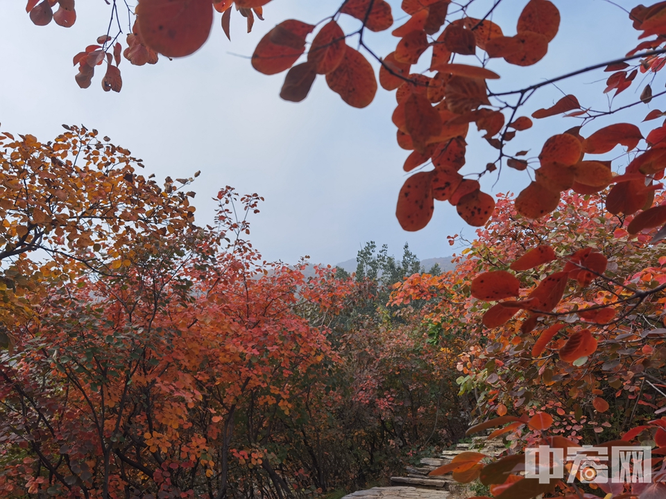 北京房山的著名赏红叶景区坡峰岭，正值赏红叶的高峰期，景区山林红叶满山，游人爆棚。