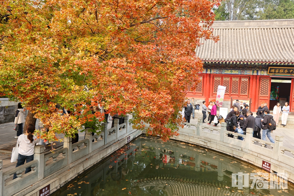 香山公園層林盡染，吸引不少游客前來游玩。