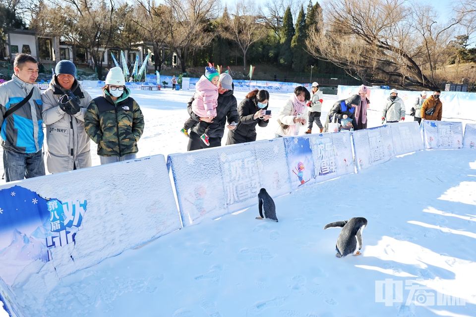 12月27日，“快樂冰雪 相約紫竹”紫竹院公園第八屆歡樂冰雪季活動(dòng)拉開帷幕。公園延續(xù)了2.7萬平方米的雪場(chǎng)面積，并在保留深受市民喜愛的冰滑梯、雪上飛碟等經(jīng)典冰雪娛樂項(xiàng)目的基礎(chǔ)上，新增了雪地斗牛項(xiàng)目，還特別引入了企鵝觀賞項(xiàng)目，為冰雪季增添了更多歡樂與趣味。陳碩 攝