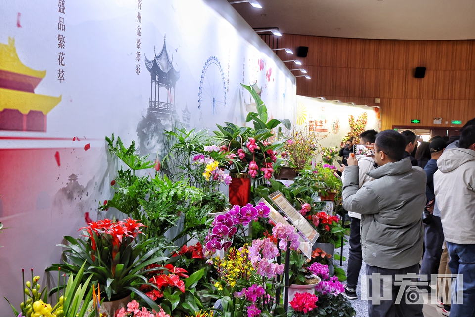 12月30日上午，2025北京家庭園藝嘉年華暨年宵名花進(jìn)北京活動(dòng)在中國(guó)插花藝術(shù)博物館正式拉開(kāi)帷幕，為首都市民和游客帶來(lái)一場(chǎng)園藝盛典。 陳碩 攝