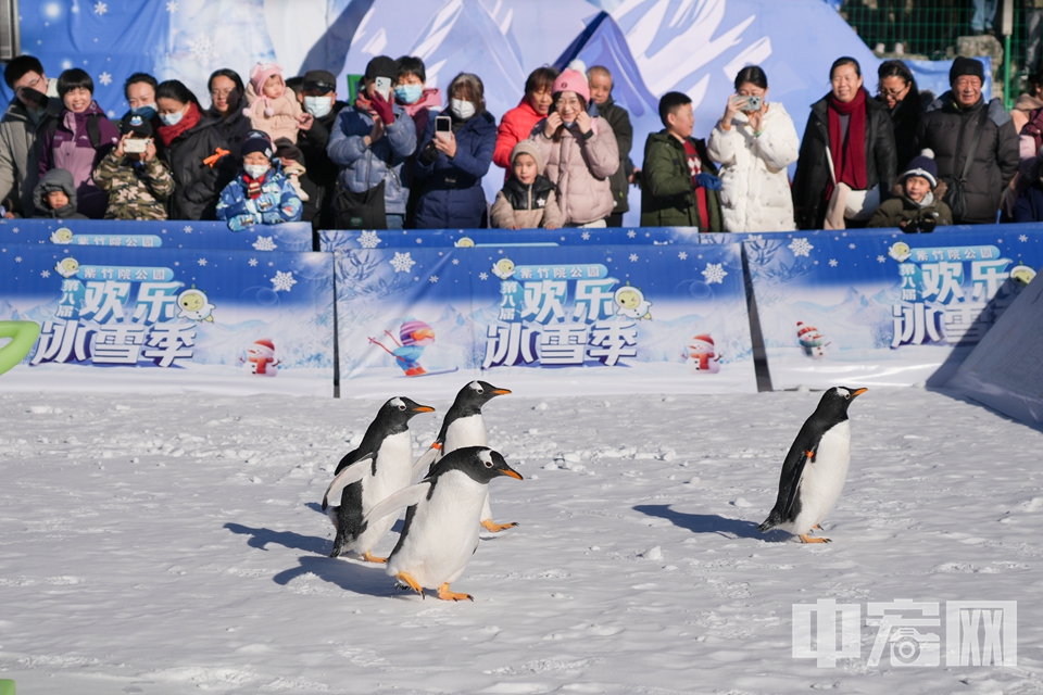 1月3日，市民在“快樂冰雪 相約紫竹”紫竹院公園第八屆歡樂冰雪季游玩。圖為白眉企鵝一出現(xiàn)，就成了全場焦點。 中宏網(wǎng)記者 富宇 攝