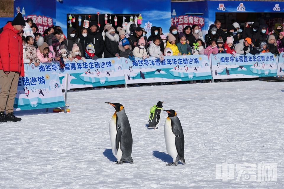 1月8日，北京市民不懼大風降溫的寒冷，在陶然亭公園冰雪嘉年華盡情游玩。圖為企鵝巡游表演。 中宏網(wǎng)記者 富宇 攝