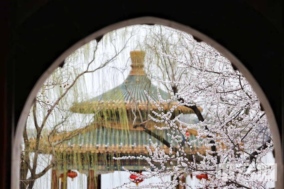 3月14日，北海公園的山桃花已完全盛開(kāi)，粉白的花朵點(diǎn)綴枝頭，與古樸的建筑、碧波蕩漾的湖水共同構(gòu)成了一幅優(yōu)美的春日畫(huà)卷，吸引了眾多游客前來(lái)觀賞。 陳碩 攝