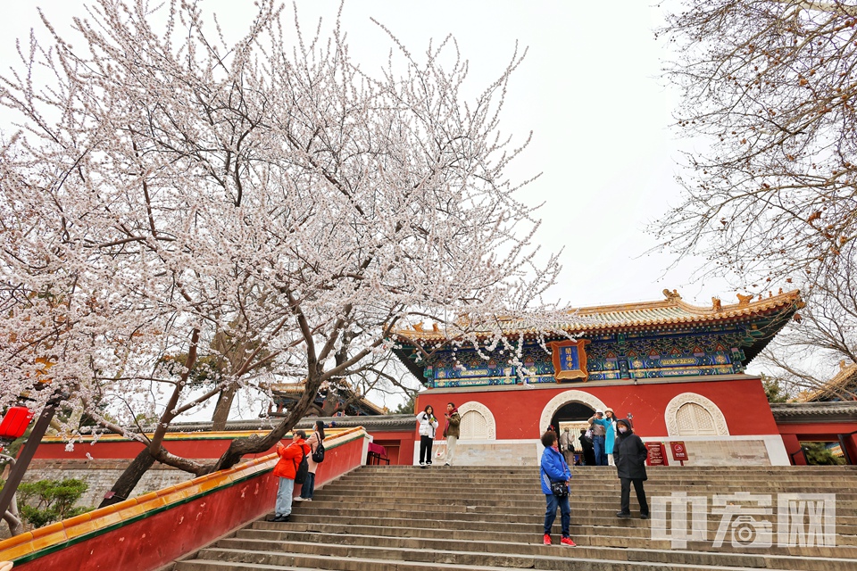 3月14日，北海公園的山桃花已完全盛開，粉白的花朵點綴枝頭，與古樸的建筑、碧波蕩漾的湖水共同構(gòu)成了一幅優(yōu)美的春日畫卷，吸引了眾多游客前來觀賞。 陳碩 攝