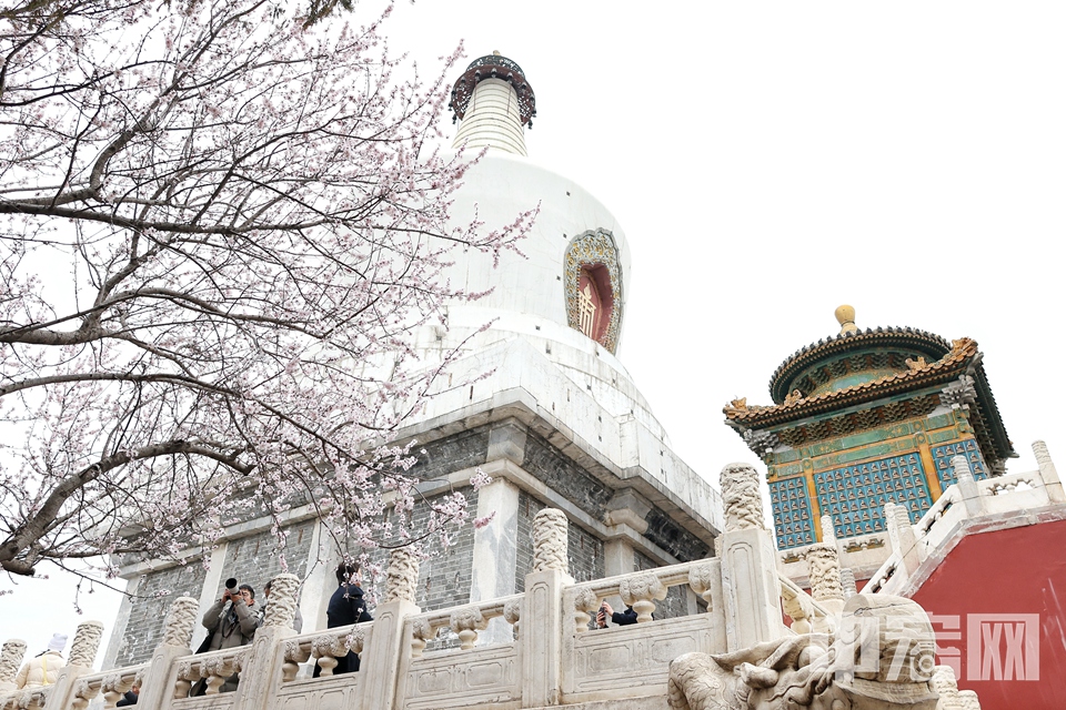 不少游客專程前來(lái)欣賞這春日盛景，用手中的相機(jī)記錄下這美好瞬間。 陳碩 攝