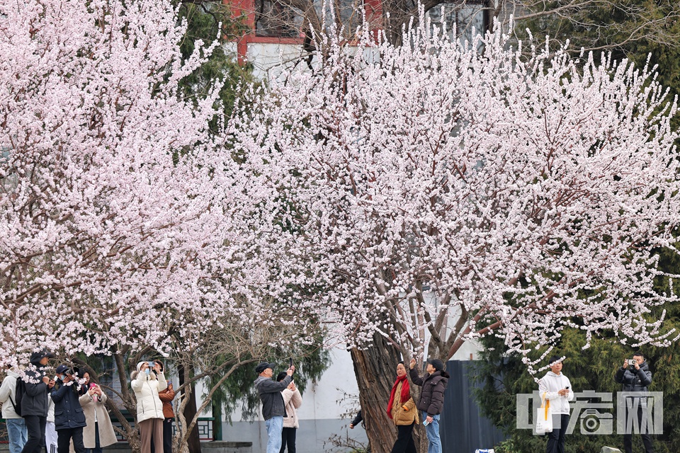 不少游客專程前來欣賞這春日盛景，用手中的相機(jī)記錄下這美好瞬間。 陳碩 攝