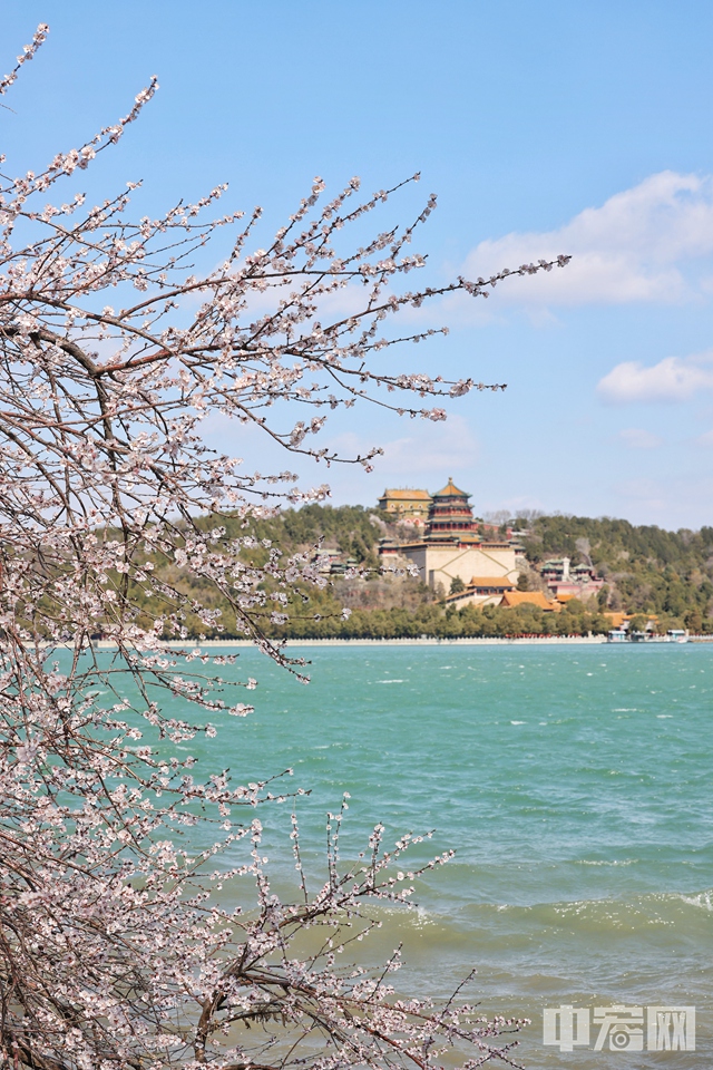 3月18日，游客漫步在西堤，仿佛置身于花的海洋。山桃花或含苞待放，或嬌艷欲滴，與藍天白云、碧水青山交相輝映，構成了一幅絕美的春日畫卷。 陳碩 攝