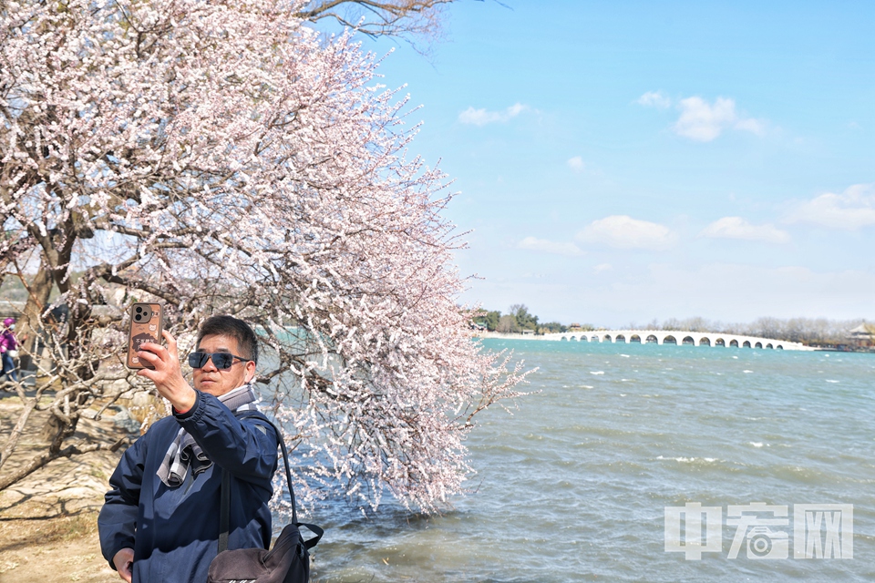 3月18日，游客漫步在西堤，仿佛置身于花的海洋。山桃花或含苞待放，或嬌艷欲滴，與藍天白云、碧水青山交相輝映，構成了一幅絕美的春日畫卷。 陳碩 攝