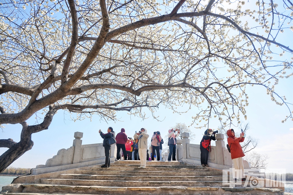 3月18日，游客漫步在西堤，仿佛置身于花的海洋。山桃花或含苞待放，或嬌艷欲滴，與藍天白云、碧水青山交相輝映，構成了一幅絕美的春日畫卷。 陳碩 攝