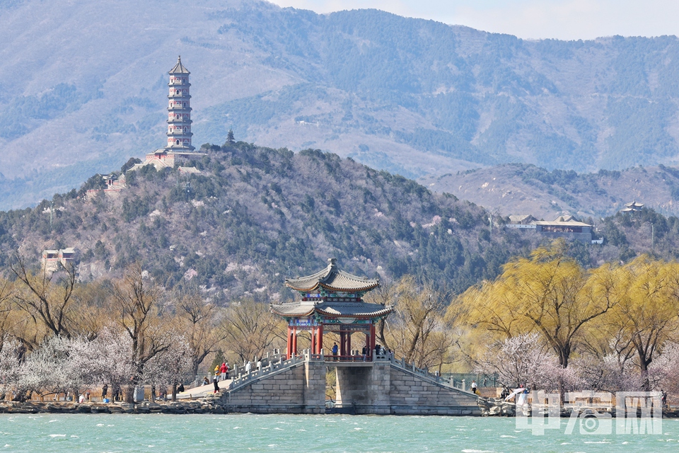 近日，頤和園西堤的山桃花大面積開放，粉白相間的花朵綴滿枝頭，宛如一片片粉色的云霞，將西堤裝扮得如詩如畫，吸引了眾多游客前來觀賞打卡。 陳碩 攝