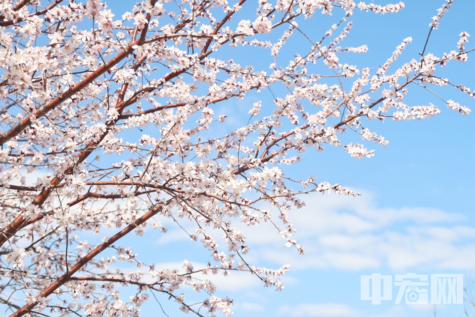 3月18日，位于北京海淀區的百望山森林公園迎來了山桃花的盛放期，漫山遍野的粉色花海，宛如人間仙境，吸引了眾多市民游客前來觀賞。 陳碩 攝