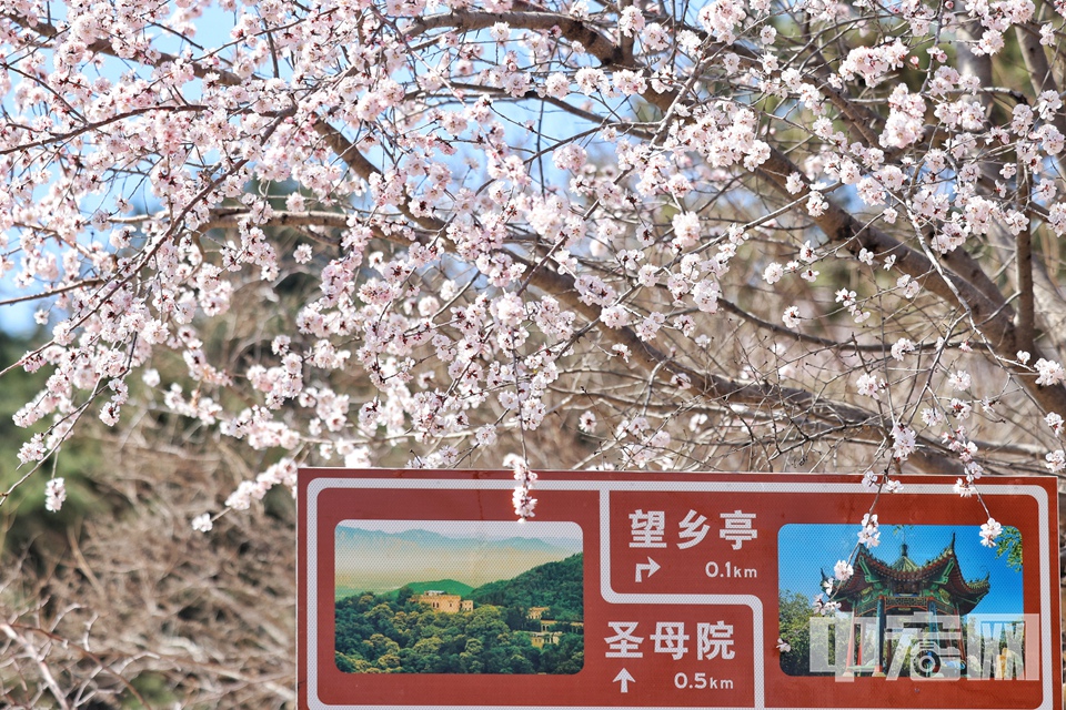 3月18日，位于北京海淀區(qū)的百望山森林公園迎來了山桃花的盛放期，漫山遍野的粉色花海，宛如人間仙境，吸引了眾多市民游客前來觀賞。 陳碩 攝