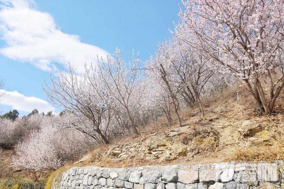 走進(jìn)百望山森林公園，仿佛置身于粉色的海洋。 陳碩 攝