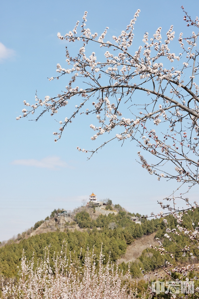 走進百望山森林公園，仿佛置身于粉色的海洋。 陳碩 攝