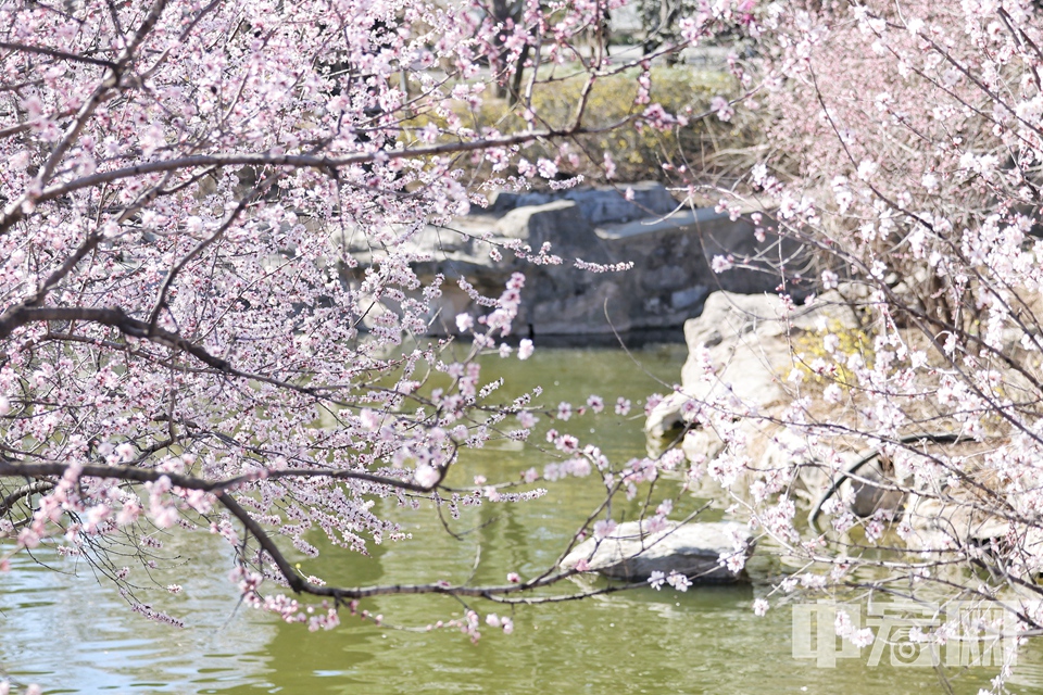 據悉，本周六（3月22日），北京桃花觀賞季將在國家植物園（北園）拉開帷幕，第三屆桃花觀賞季暨世界名花展同步啟動，園內近千個品種的數百萬春花陸續綻放，融合自然景觀、文化體驗與科普教育，活動將持續至5月5日。 陳碩 攝