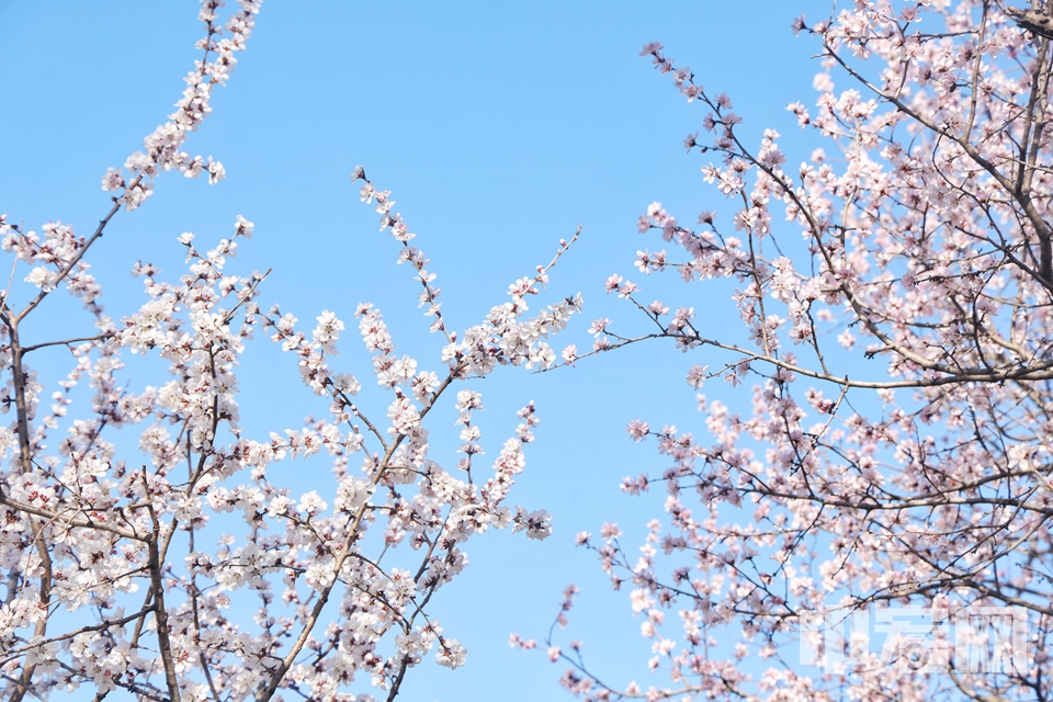 位于國(guó)家植物園（北園）的山桃花溪進(jìn)入最佳觀賞期。 陳碩 攝