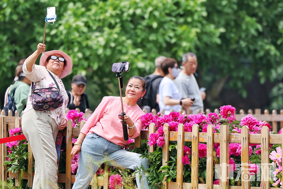 5月12日，圓明園遺址公園鴻慈永祜景區的芍藥花迎來盛放期，大片花海與歷史遺跡交相輝映，吸引眾多游客前來觀賞打卡。 陳碩 攝