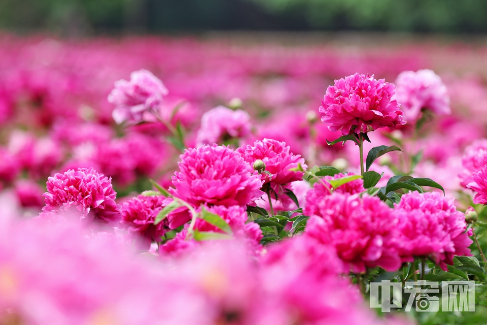 5月12日，圓明園遺址公園鴻慈永祜景區的芍藥花迎來盛放期，大片花海與歷史遺跡交相輝映，吸引眾多游客前來觀賞打卡。 陳碩 攝