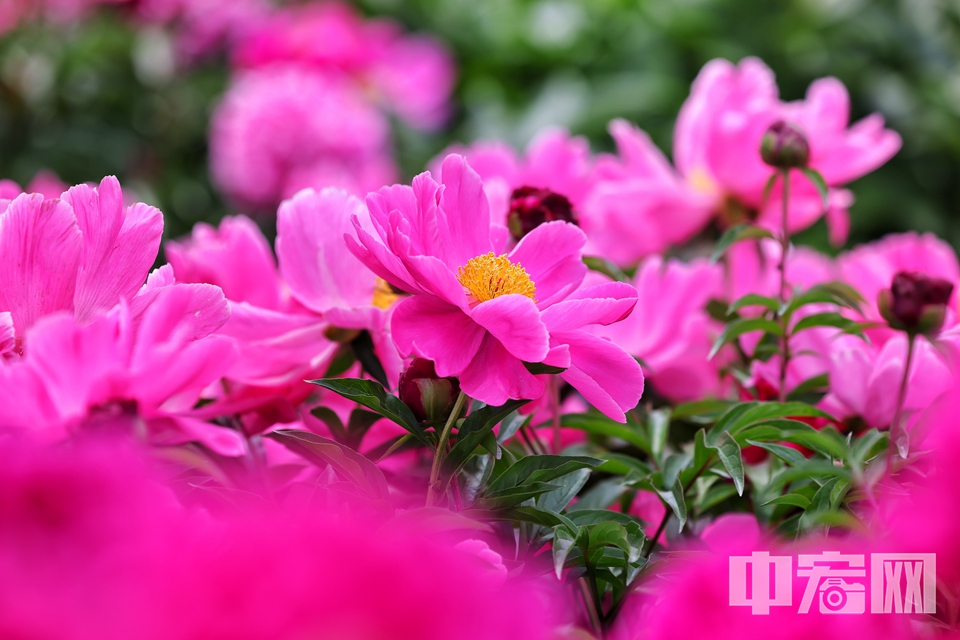 5月12日，圓明園遺址公園鴻慈永祜景區的芍藥花迎來盛放期，大片花海與歷史遺跡交相輝映，吸引眾多游客前來觀賞打卡。 陳碩 攝