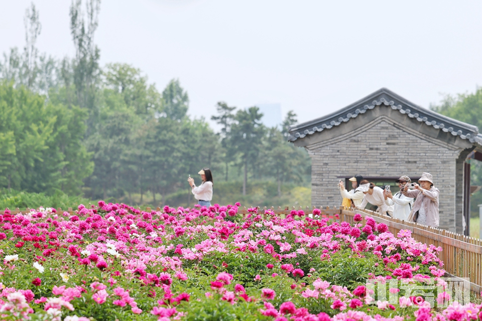 5月12日，圓明園遺址公園鴻慈永祜景區(qū)的芍藥花迎來盛放期，大片花海與歷史遺跡交相輝映，吸引眾多游客前來觀賞打卡。 陳碩 攝