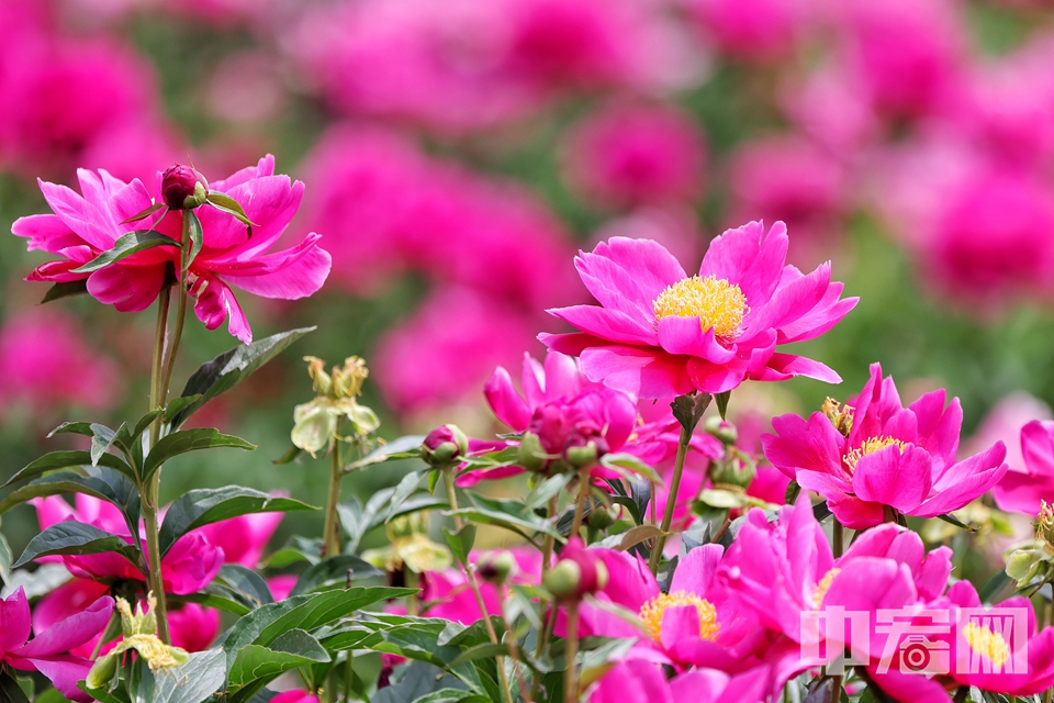 5月12日，圓明園遺址公園鴻慈永祜景區的芍藥花迎來盛放期，大片花海與歷史遺跡交相輝映，吸引眾多游客前來觀賞打卡。 陳碩 攝
