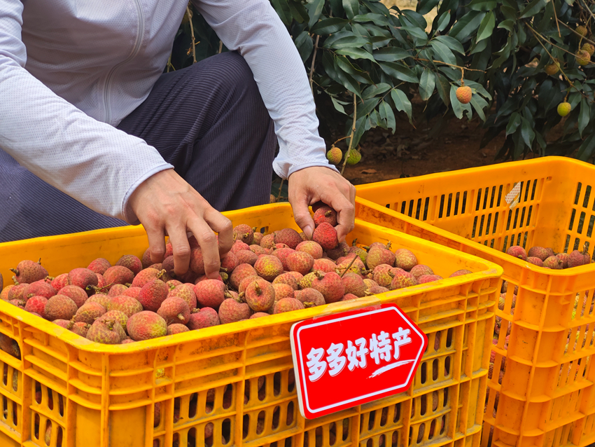 专家解读拼多多财报: