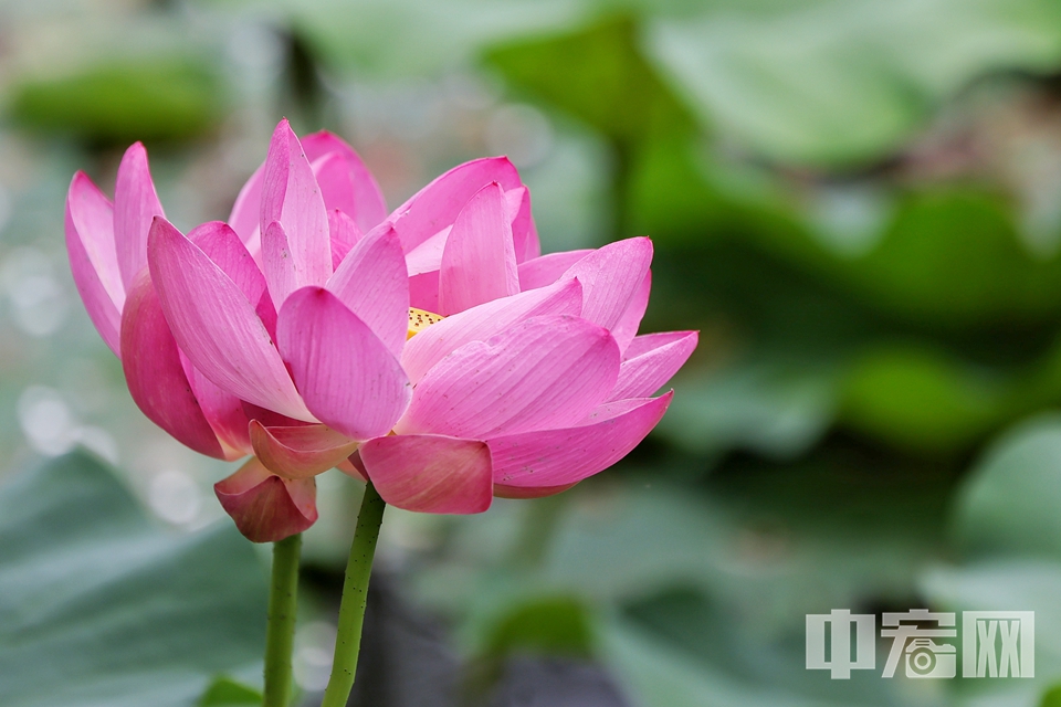 6月16日，雨后的頤和園西湖，荷葉接天，荷花亭亭。 陳碩 攝