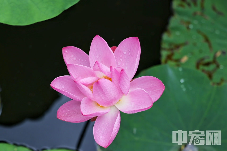 6月16日，雨后的頤和園西湖，荷葉接天，荷花亭亭。 陳碩 攝