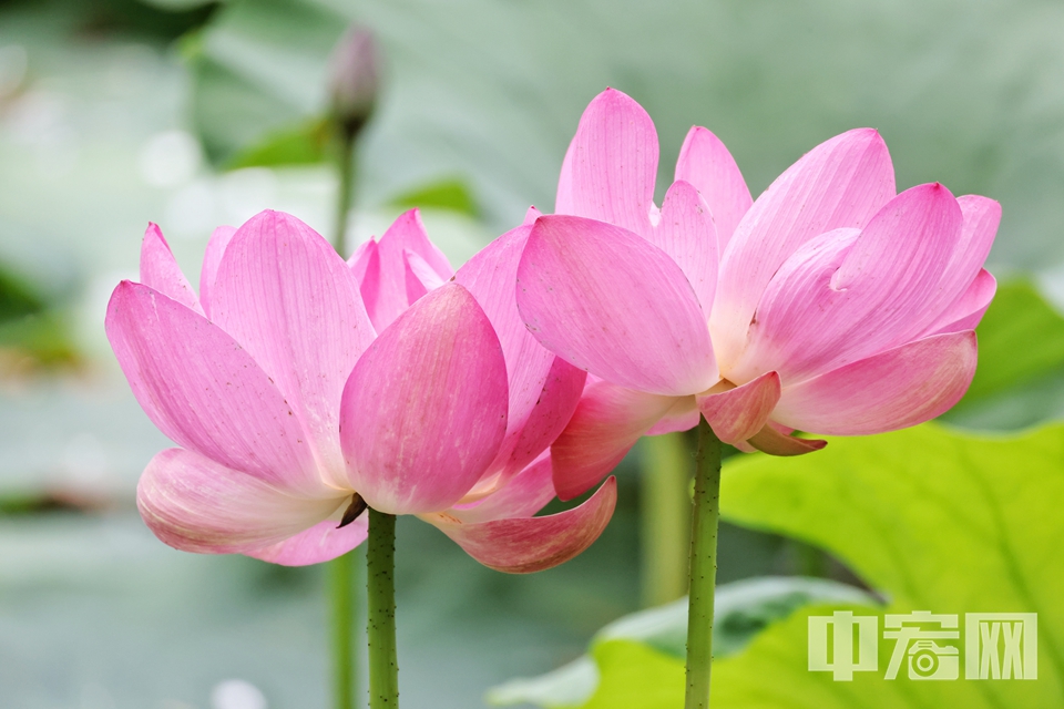 6月16日，雨后的頤和園西湖，荷葉接天，荷花亭亭，每一顆露珠都在發(fā)光！微風(fēng)拂過(guò)，水珠在碧綠荷葉上滾動(dòng)，仿佛大自然在彈奏夏日序曲。 陳碩 攝