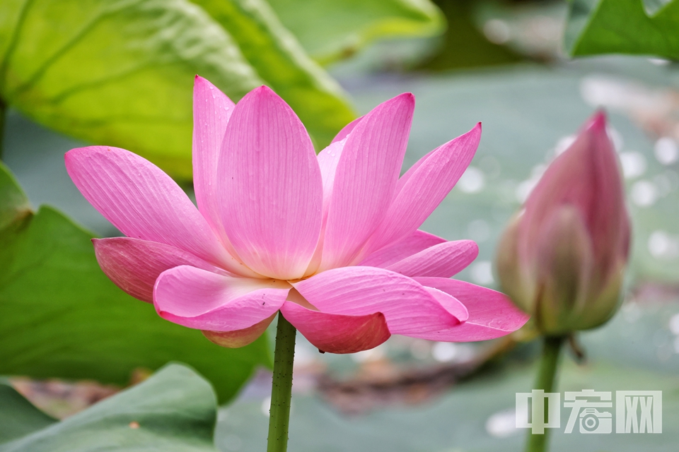 這片曾被清朝皇室獨(dú)享的夏日勝景，如今正向世人展示著它最迷人的風(fēng)姿。從西堤眺望，近處是嬌嫩的粉荷，中景是素雅的睡蓮，遠(yuǎn)處碧波蕩漾的湖面上點(diǎn)綴著深紅色的品種，宛如天然的調(diào)色盤。 陳碩 攝