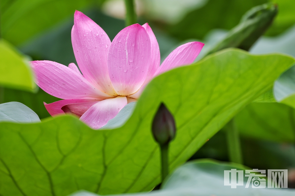 6月16日，雨后的頤和園西湖，荷葉接天，荷花亭亭。 陳碩 攝