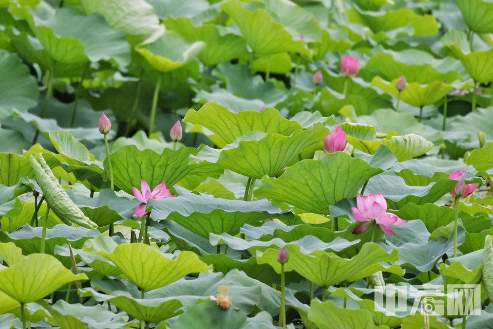 6月16日，雨后的頤和園西湖，荷葉接天，荷花亭亭。 陳碩 攝