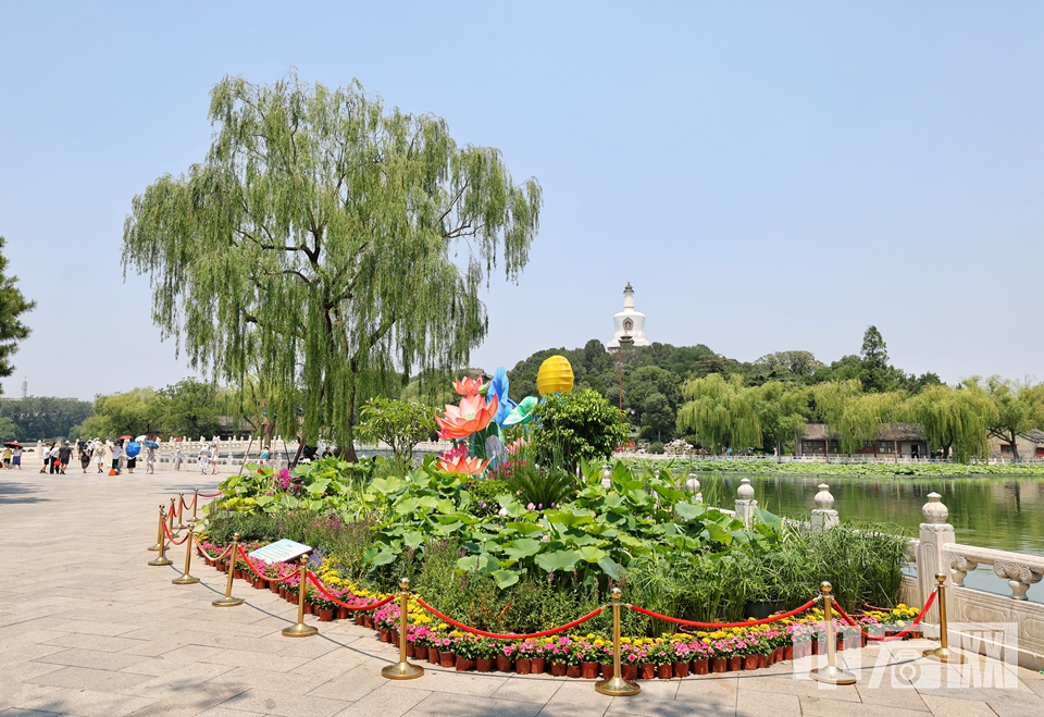 北海公園荷花進(jìn)入初放期。 陳碩 攝