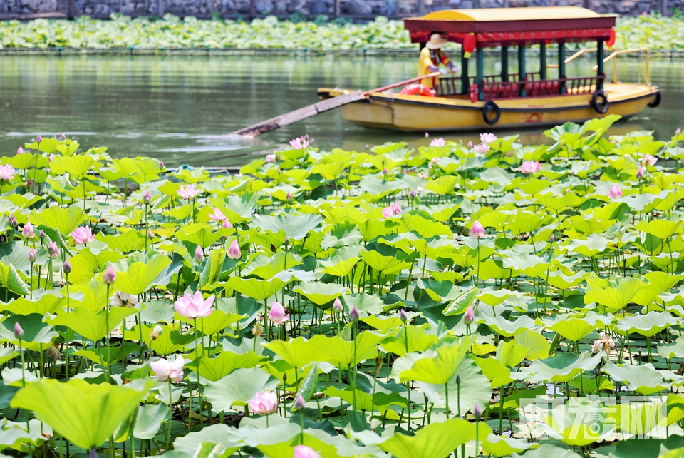 日前，北海公園荷花進(jìn)入初放期，碧波蕩漾的水面上，粉白相間的荷花與瓊?cè)A島上的白塔相映成趣，構(gòu)成一幅詩(shī)意的夏日畫卷，吸引眾多游客前來(lái)觀賞。 陳碩 攝