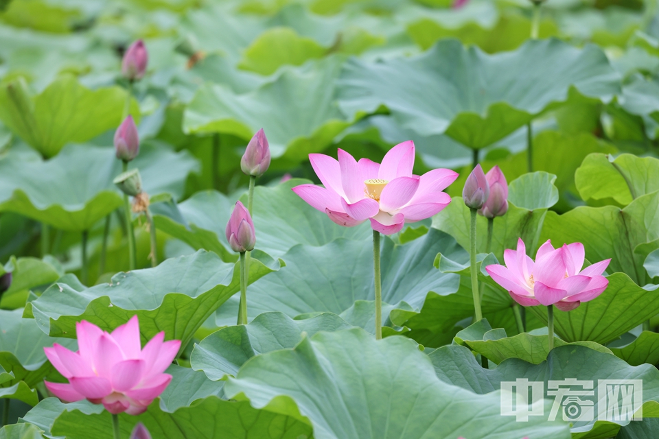 6月28日，圓明園第三十屆荷花節正式開幕。 陳碩 攝