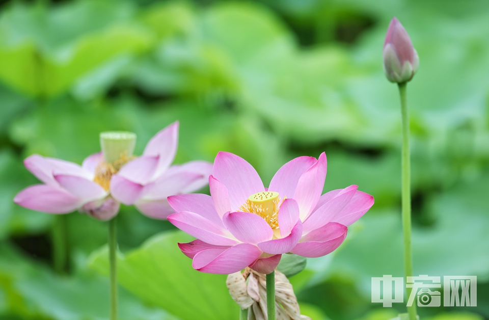 6月28日，圓明園第三十屆荷花節正式開幕，并將持續至8月31日。本屆荷花節以“心歸荷處”為主題并首次推出“荷韻梅芳 御苑雙姝”雙花展。 陳碩 攝