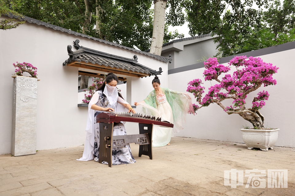 創新引入嶺南三角梅，與北國荷花共綻皇家園林，再現歷史上南北園藝交融的盛景。 陳碩 攝