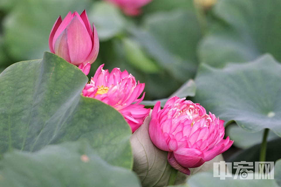 6月28日，圓明園第三十屆荷花節(jié)正式開幕。 陳碩 攝