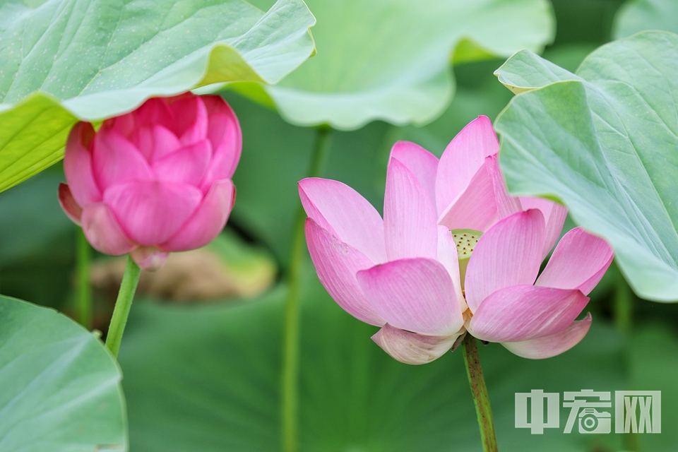 6月28日，圓明園第三十屆荷花節(jié)正式開(kāi)幕。 陳碩 攝