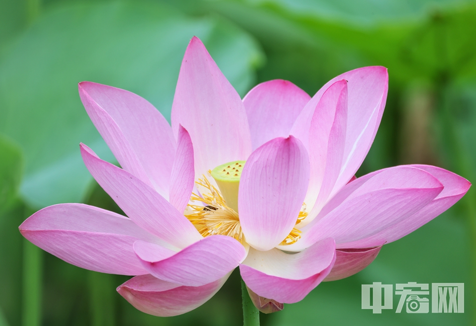 6月28日，圓明園第三十屆荷花節正式開幕。 陳碩 攝