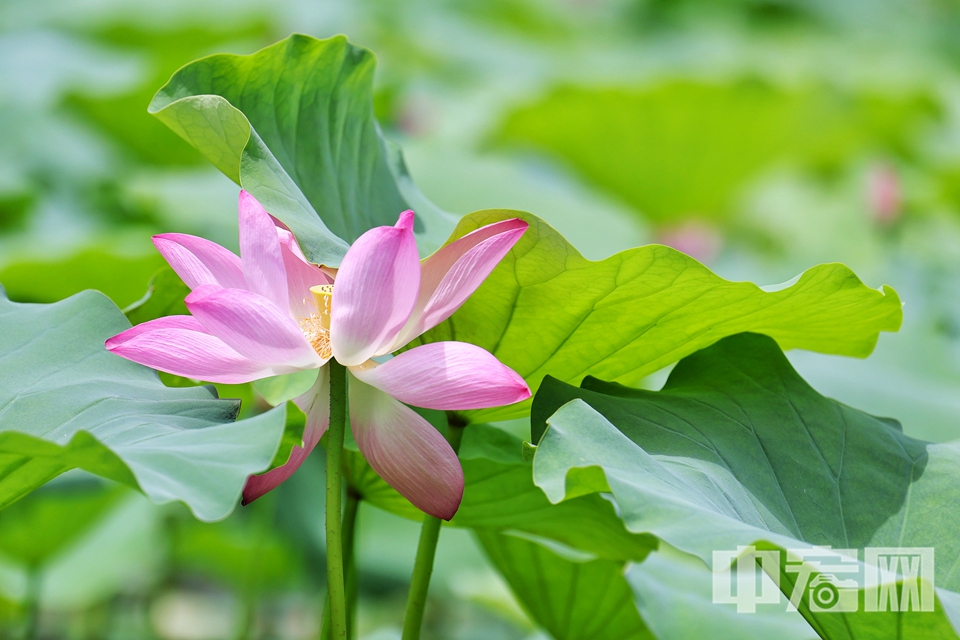隨著盛夏時節(jié)的到來，紫竹院公園荷塘內(nèi)的第一波荷花已悄然綻放，為市民游客帶來了一場視覺盛宴。荷花渡景區(qū)更是再現(xiàn)了