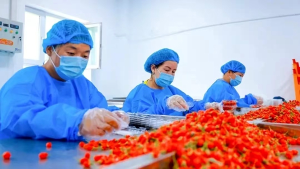 工人正在挑选鲜果.jpg