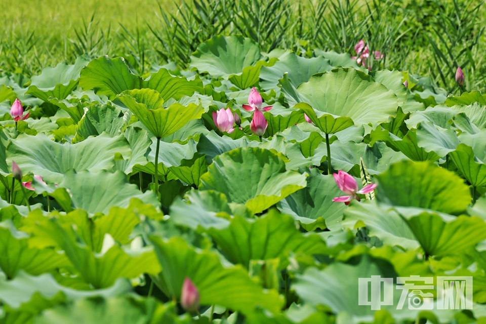 7月22日大暑節氣，京城迎來一年中最酷熱的時節。在圓明園遺址公園，千畝荷塘卻迎來一年中最絢爛的綻放期，為炎炎盛夏注入沁人心脾的清涼詩意。陳碩 攝