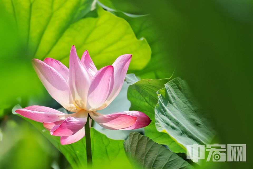 7月22日大暑節氣，京城迎來一年中最酷熱的時節。在圓明園遺址公園，千畝荷塘卻迎來一年中最絢爛的綻放期，為炎炎盛夏注入沁人心脾的清涼詩意。陳碩 攝