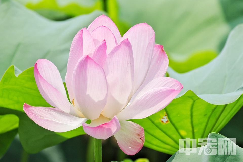 7月22日大暑節氣，京城迎來一年中最酷熱的時節。在圓明園遺址公園，千畝荷塘卻迎來一年中最絢爛的綻放期，為炎炎盛夏注入沁人心脾的清涼詩意。陳碩 攝